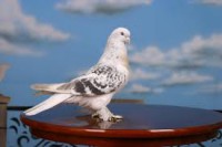 /album/ozlempetshop/indir-2-jpg/